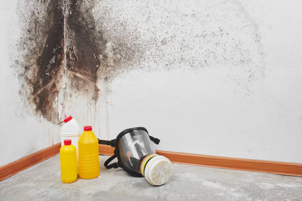 Best Local Mold Removal Service  in West Pasco, WA