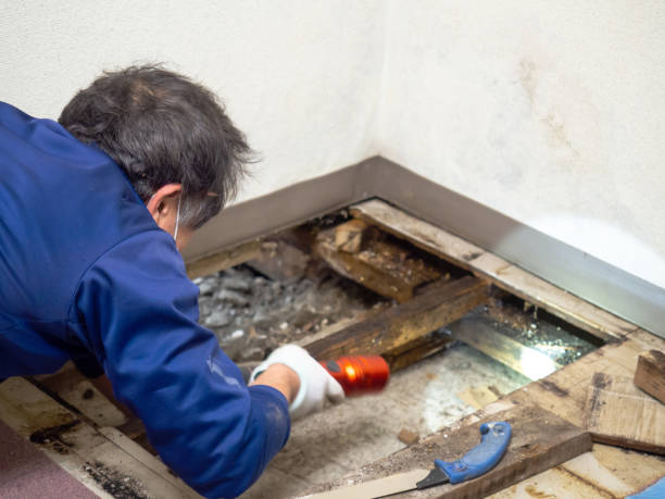 Best Mold Damage Repair  in West Pasco, WA