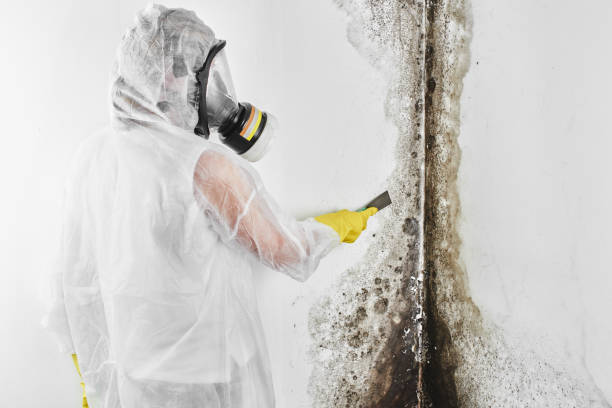 Best Best Mold Removal Companies  in West Pasco, WA
