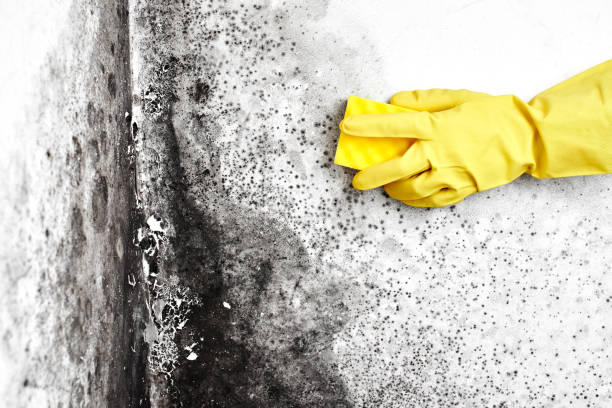 Attic Mold Removal in West Pasco, WA