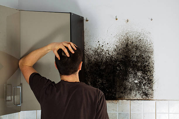 Best Toxic Mold Removal  in West Pasco, WA