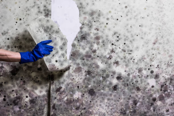 West Pasco, WA Mold Removal Company