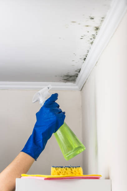 Best Certified Mold Removal  in West Pasco, WA
