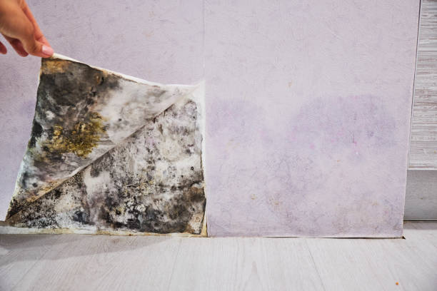 Best Commercial Mold Removal  in West Pasco, WA